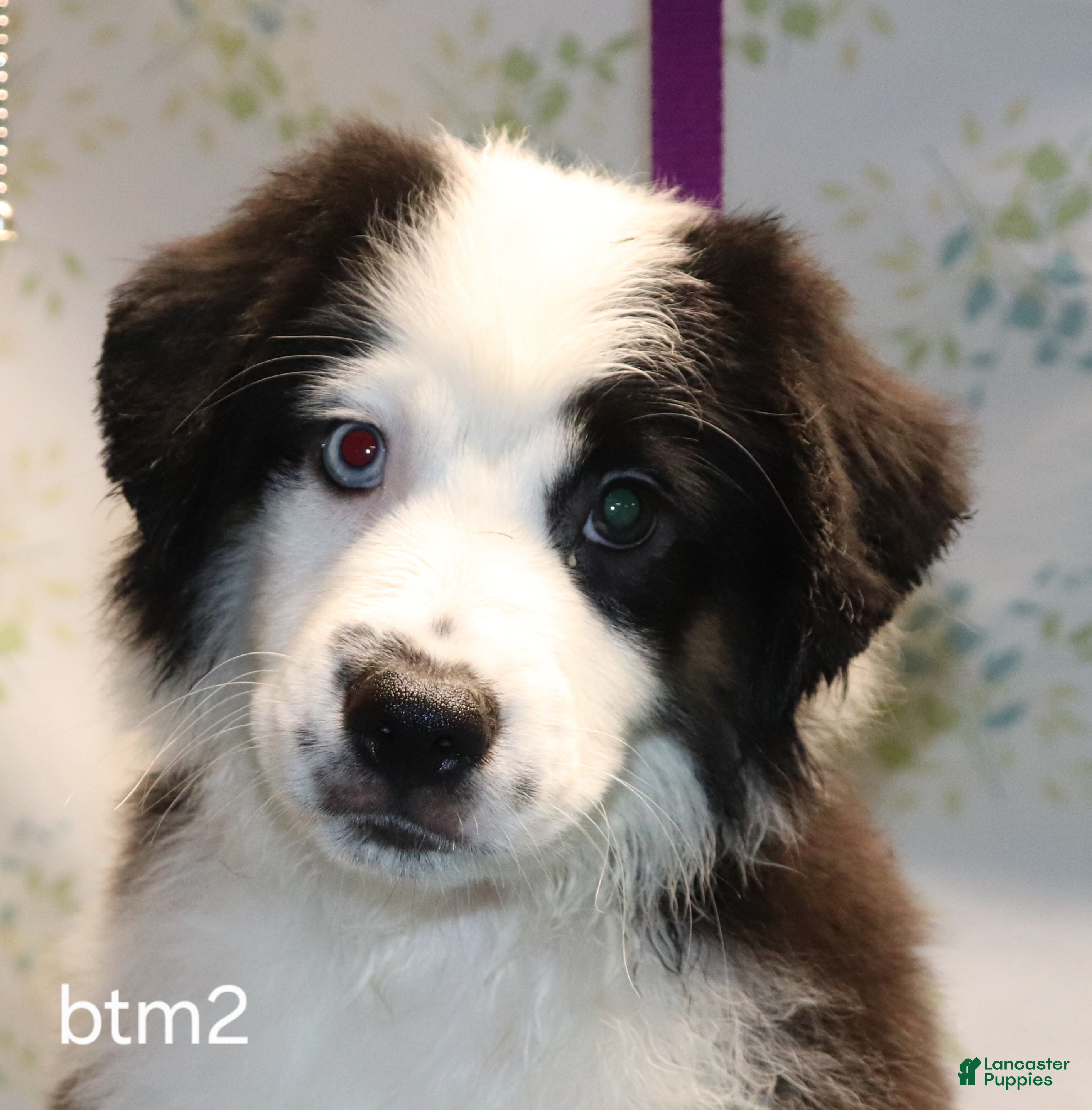 Miniature Australian Shepherd dogs Btm2 - Ad 40