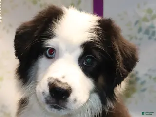 Miniature Australian Shepherd dogs Btm2 - Ad 40