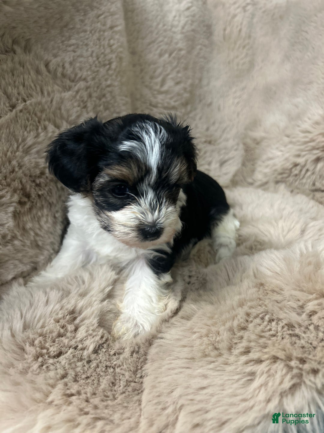 Morkie dogs for sale: Charlie - Ad 5