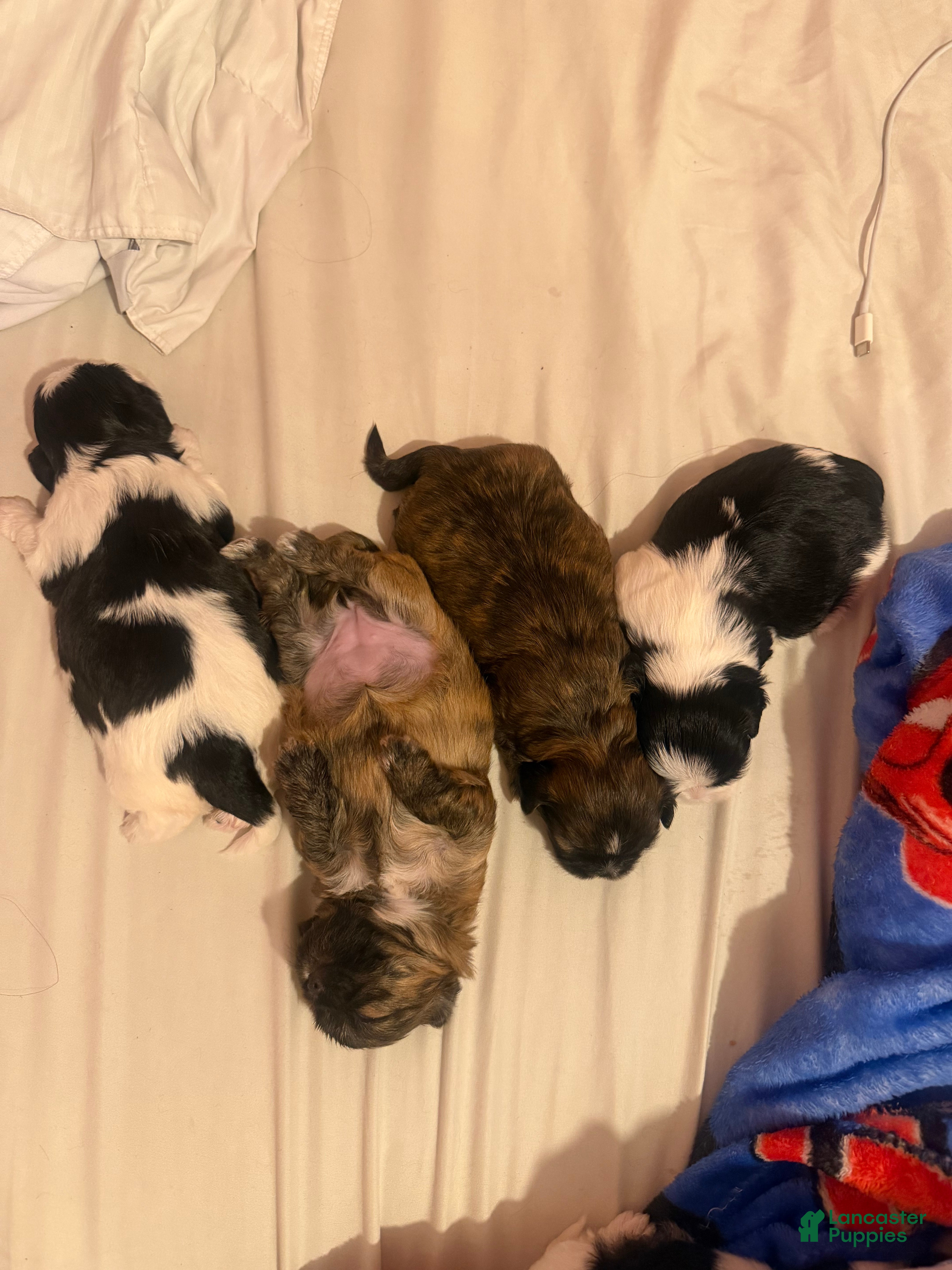 Shih Tzu dogs Shih Tzu 3 - Ad 20