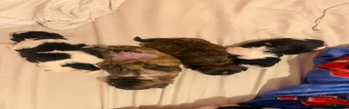 Shih Tzu 3