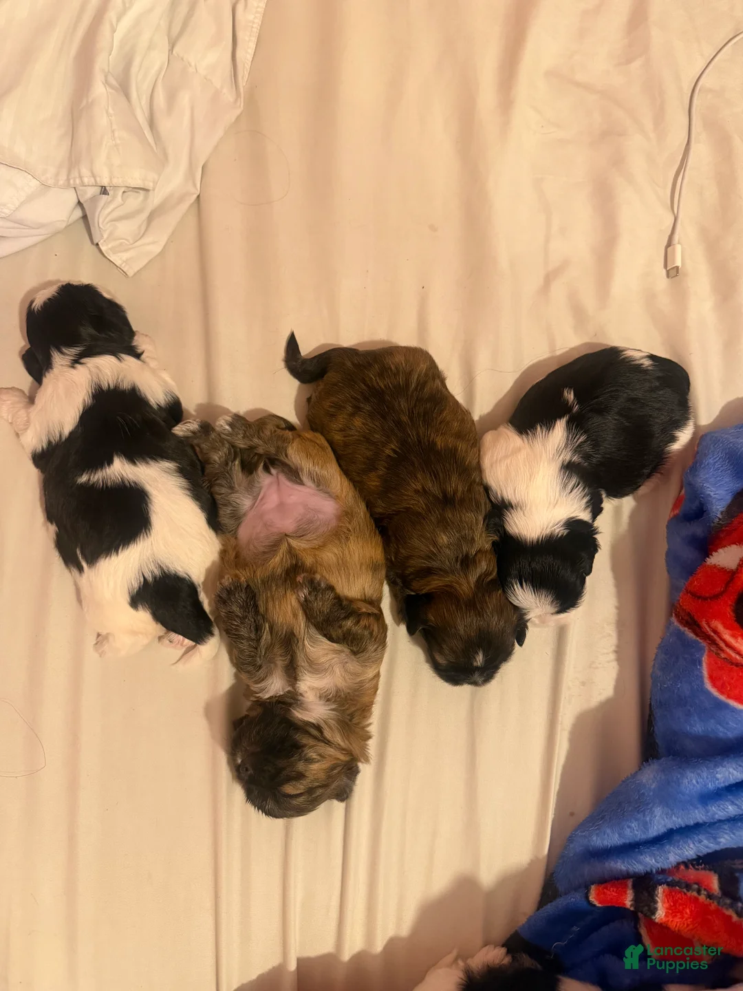 Shih Tzu dogs for sale: Shih Tzu 3 - Ad 1
