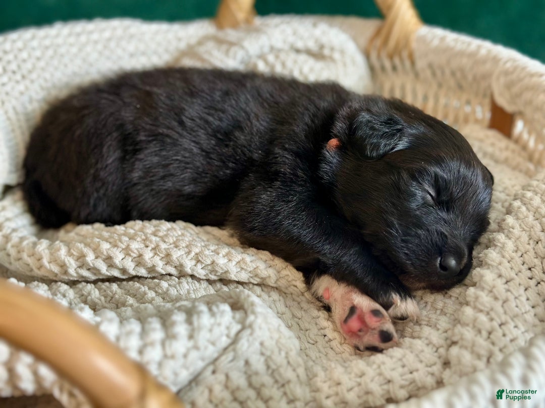 Australian Shepherd dogs for sale: Black Tri Female (Salem) - Ad 6