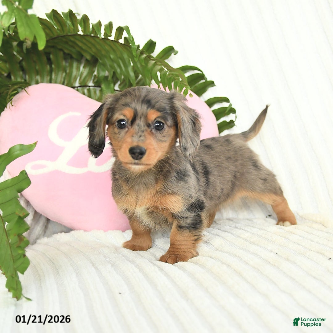 Dachshund dogs for sale: Dolly - Ad 2
