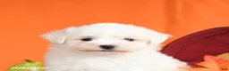 Maltese dogs for sale: Oliver - Ad 5