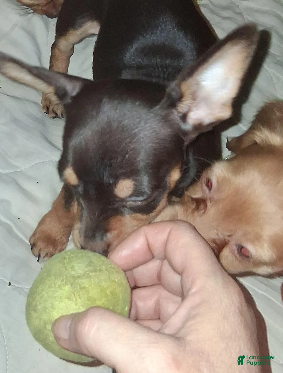 Mixed Breed dogs for sale: Mixed Breed 1 - Ad 2