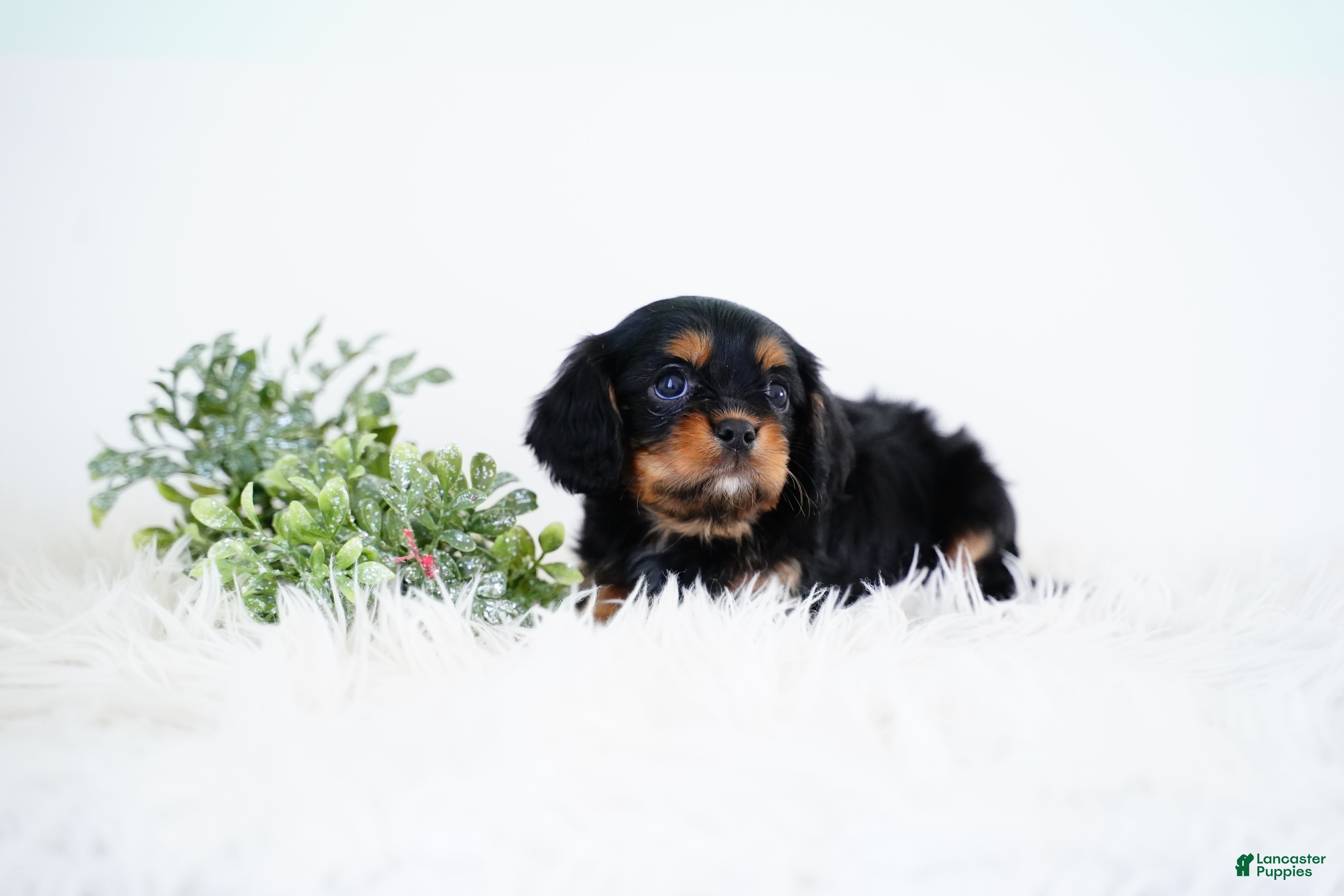 Cavalier King Charles Spaniel dogs Rudolph - Ad 13