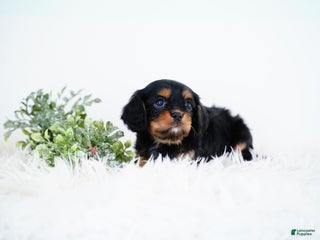 Cavalier King Charles Spaniel dogs Rudolph - Ad 13