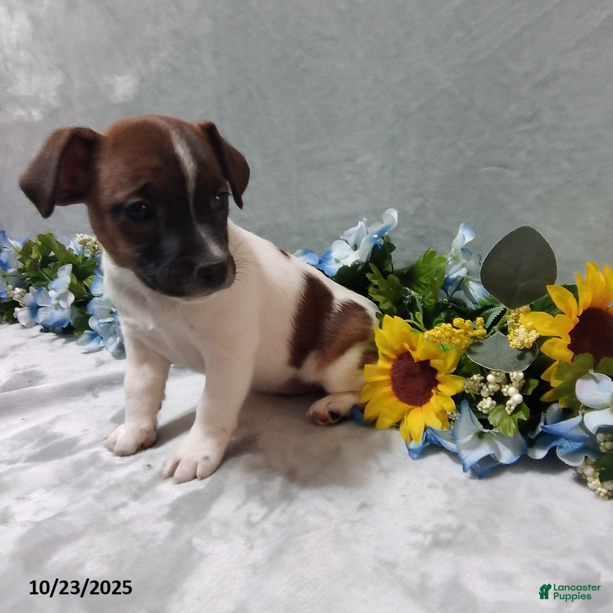 Jack Russell Terrier dogs Lilac - Ad 38