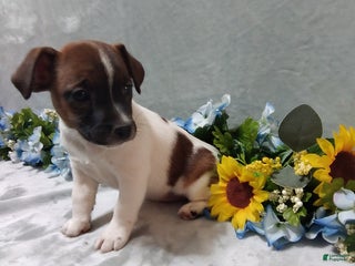 Jack Russell Terrier dogs Lilac - Ad 26
