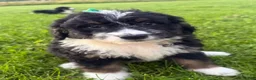 Bernedoodle dogs for sale: Stormy - Ad 6