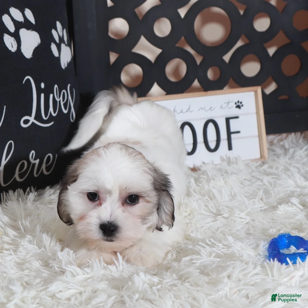 Teddy Bear dogs for sale: Andy Teddy Bear Puppy - Ad 4