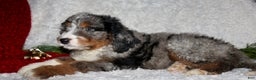 Bernedoodle dogs for sale: Jack - Ad 6