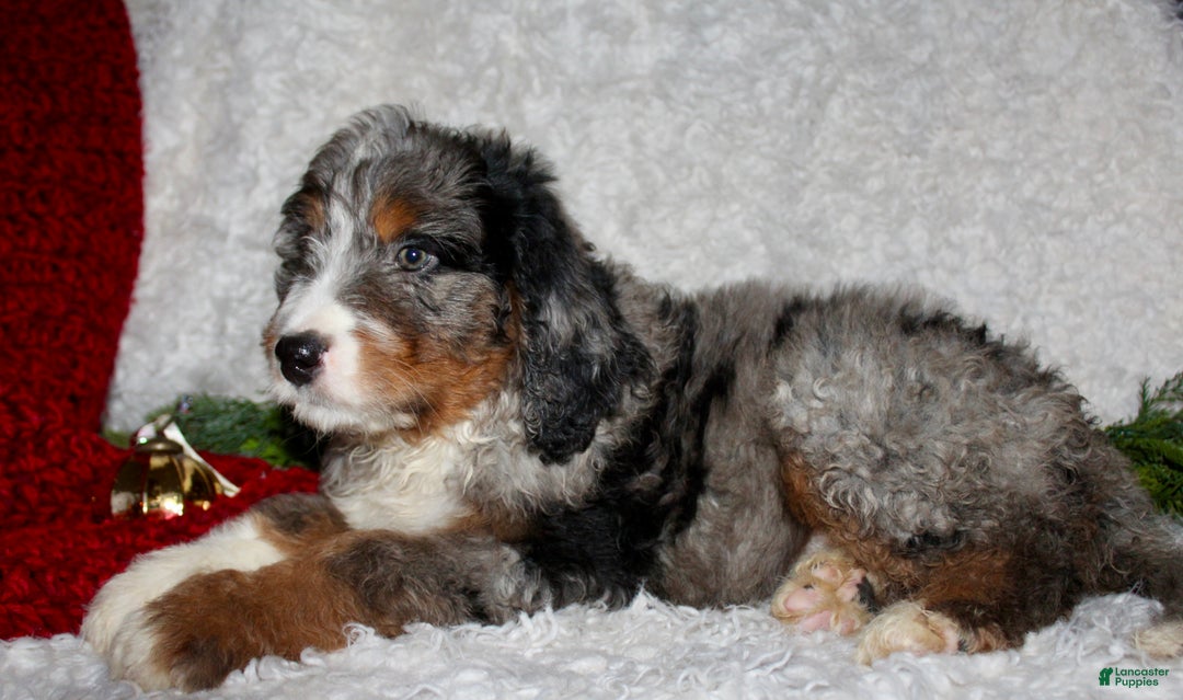 Bernedoodle dogs for sale: Jack - Ad 6