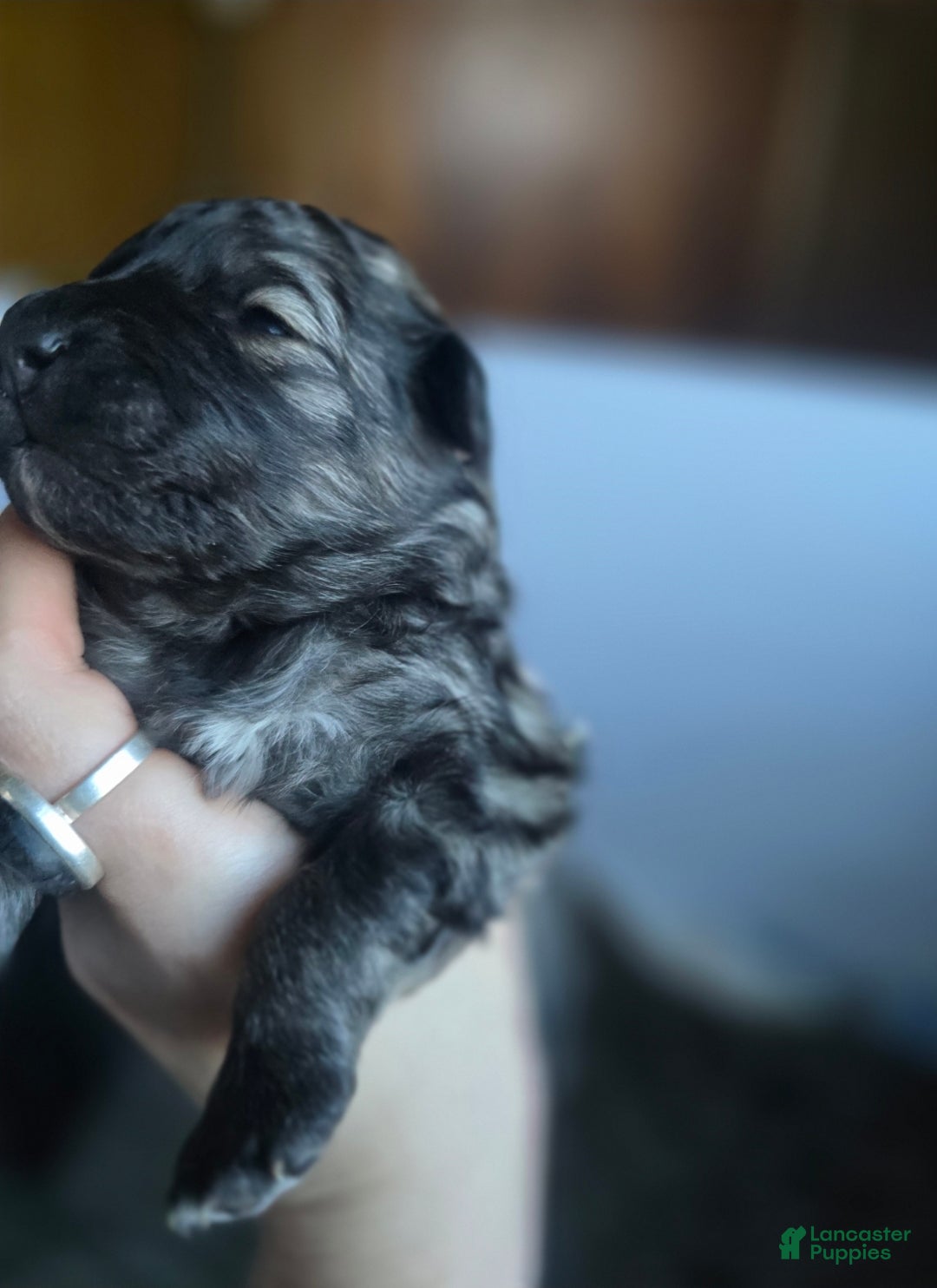 Mixed Breed dogs for sale: Eclipsa  - Ad 8