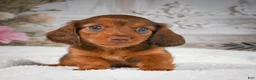 Miniature Dachshund dogs for sale: AKC-Drake - Ad 5