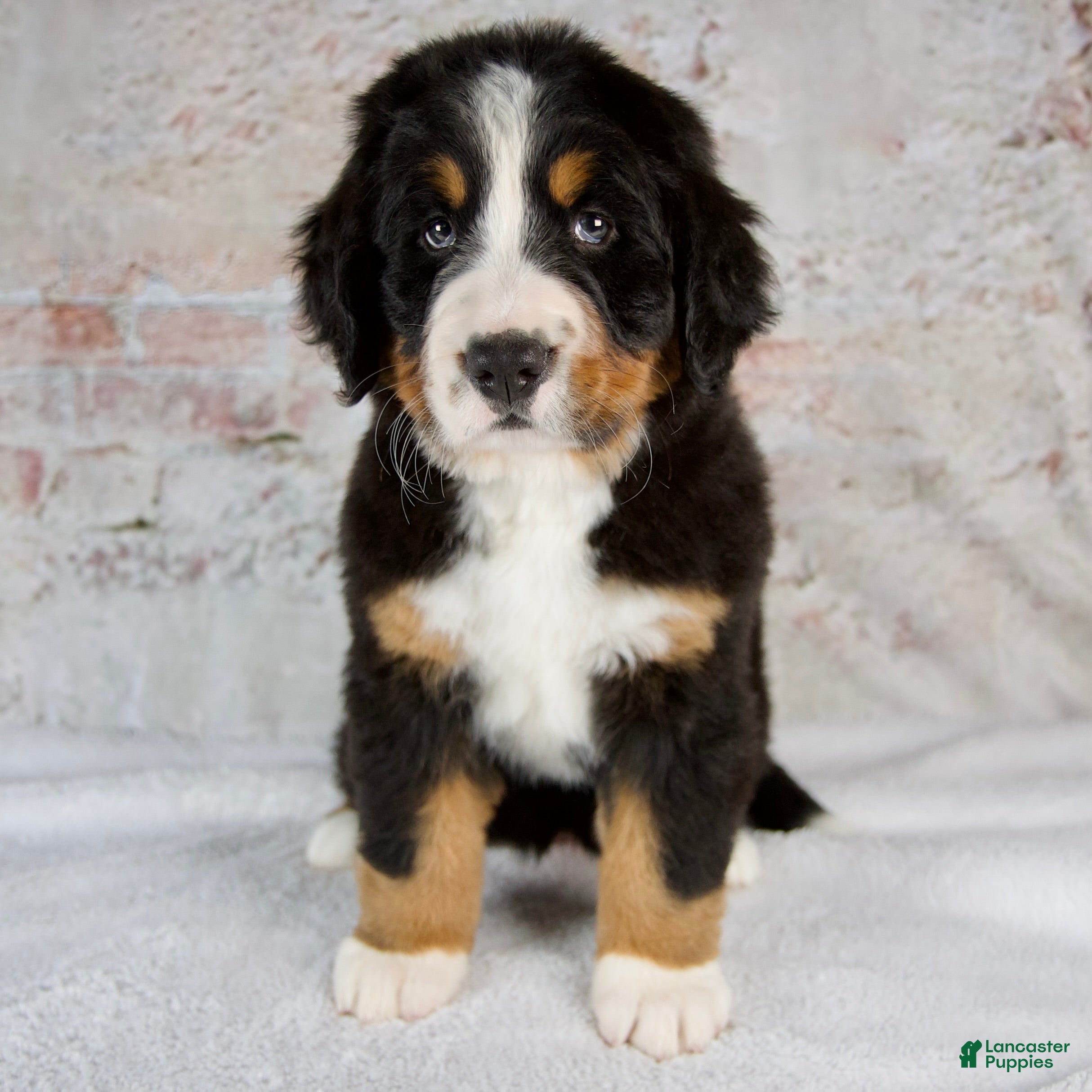 Bernese Mountain Dog dogs Renae - Ad 1