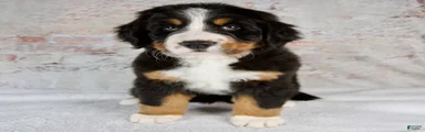Renae