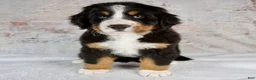 Bernese Mountain Dog dogs for sale: Renae - Ad 1