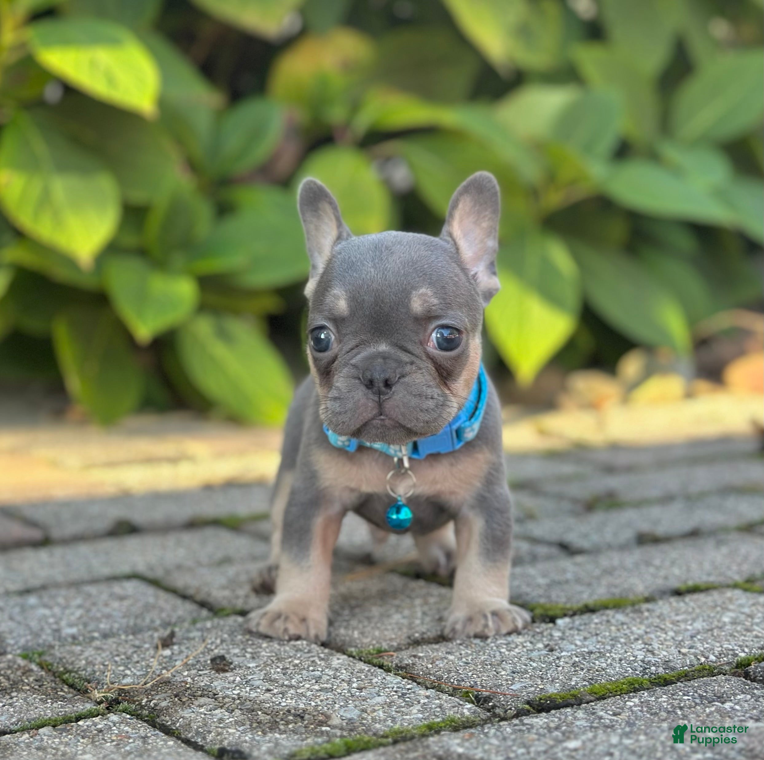 French Bulldog dogs Mason Video ad - Ad 1