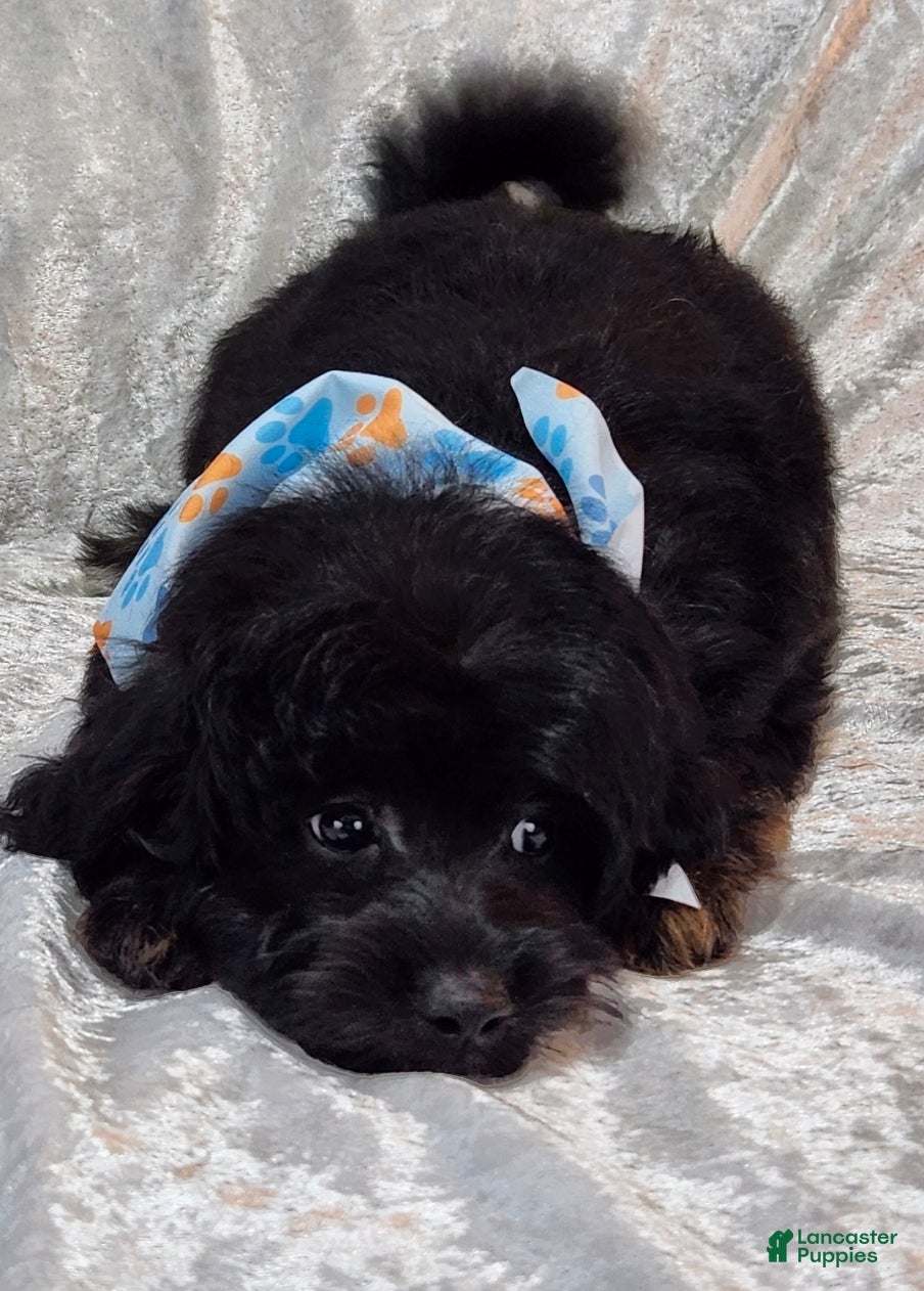 Mini Goldendoodle dogs Rocco - Ad 20