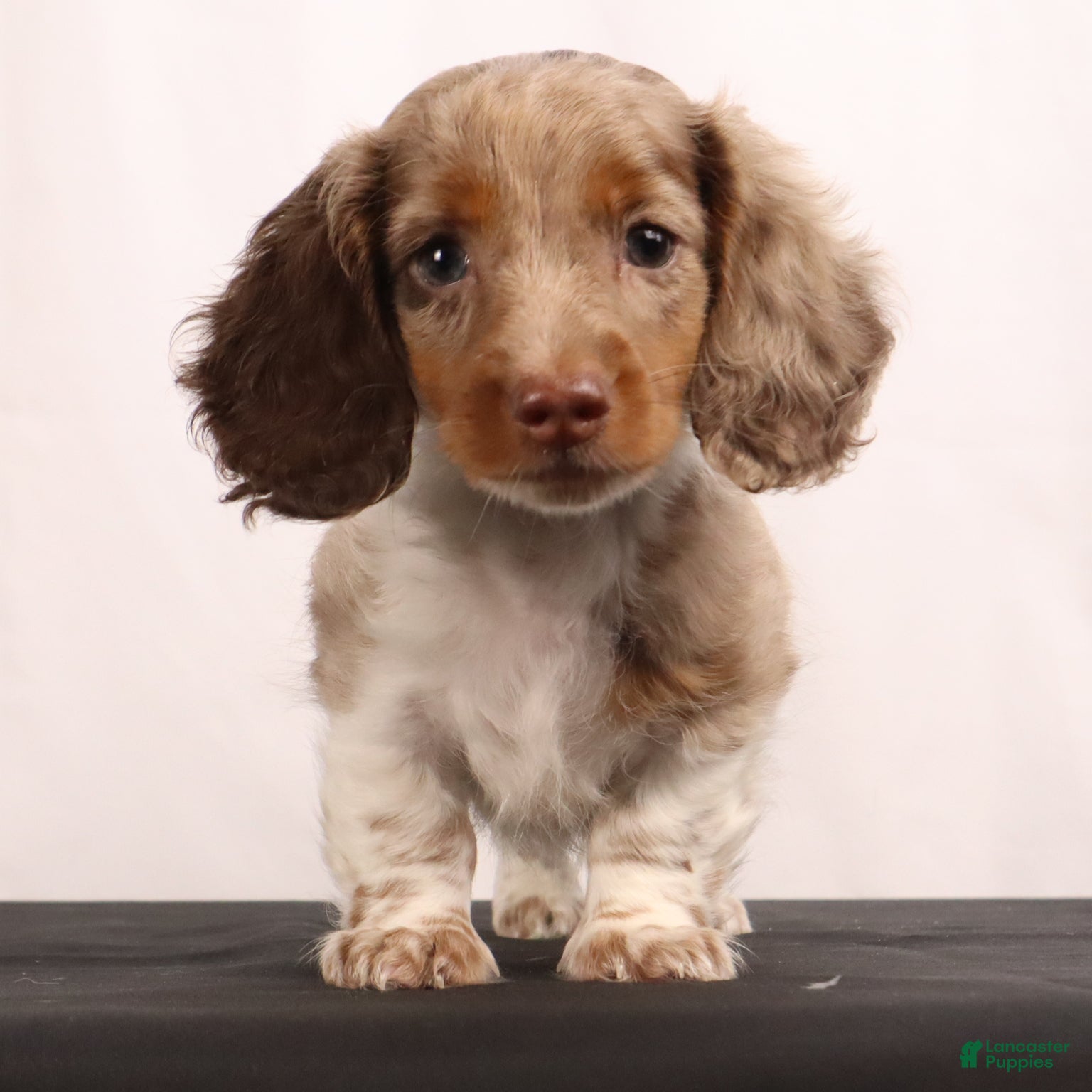 Dachshund dogs willie Jr  - Ad 2