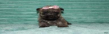 Chloe