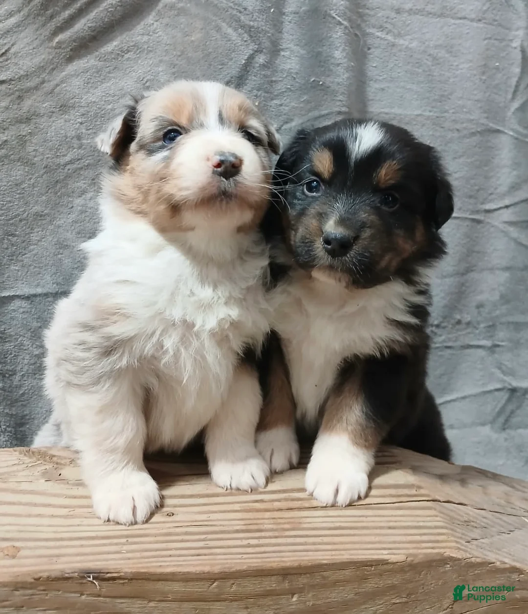 Australian Shepherd dogs for sale: Maximus - Ad 5