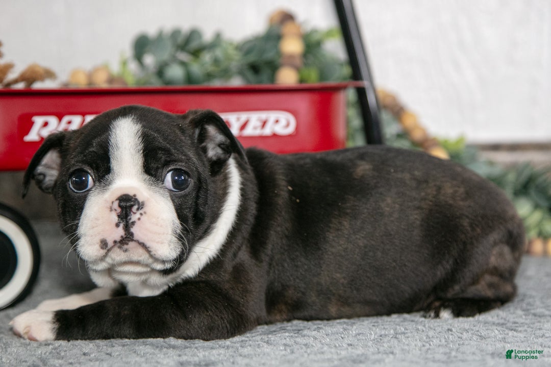 Boston Terrier dogs for sale: Laura - Ad 3