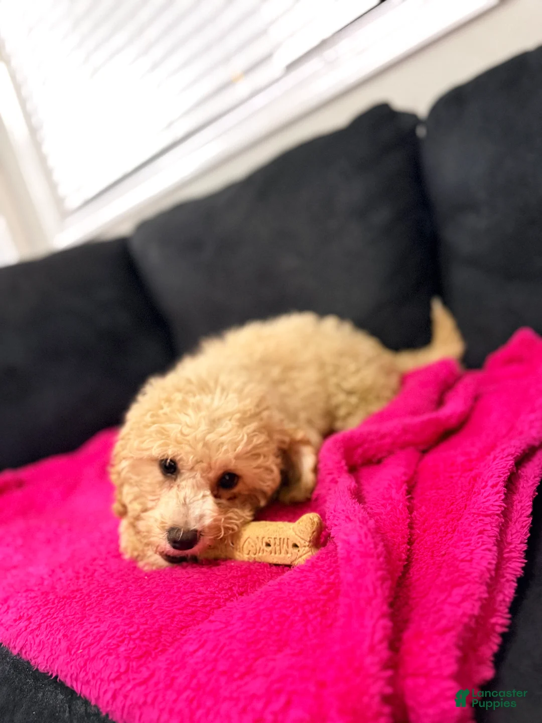Mini Goldendoodle dogs for sale: Mini Goldendoodle Puppy 1 - Ad 2
