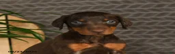 Doberman Pinscher dogs for sale: Noree - Ad 2