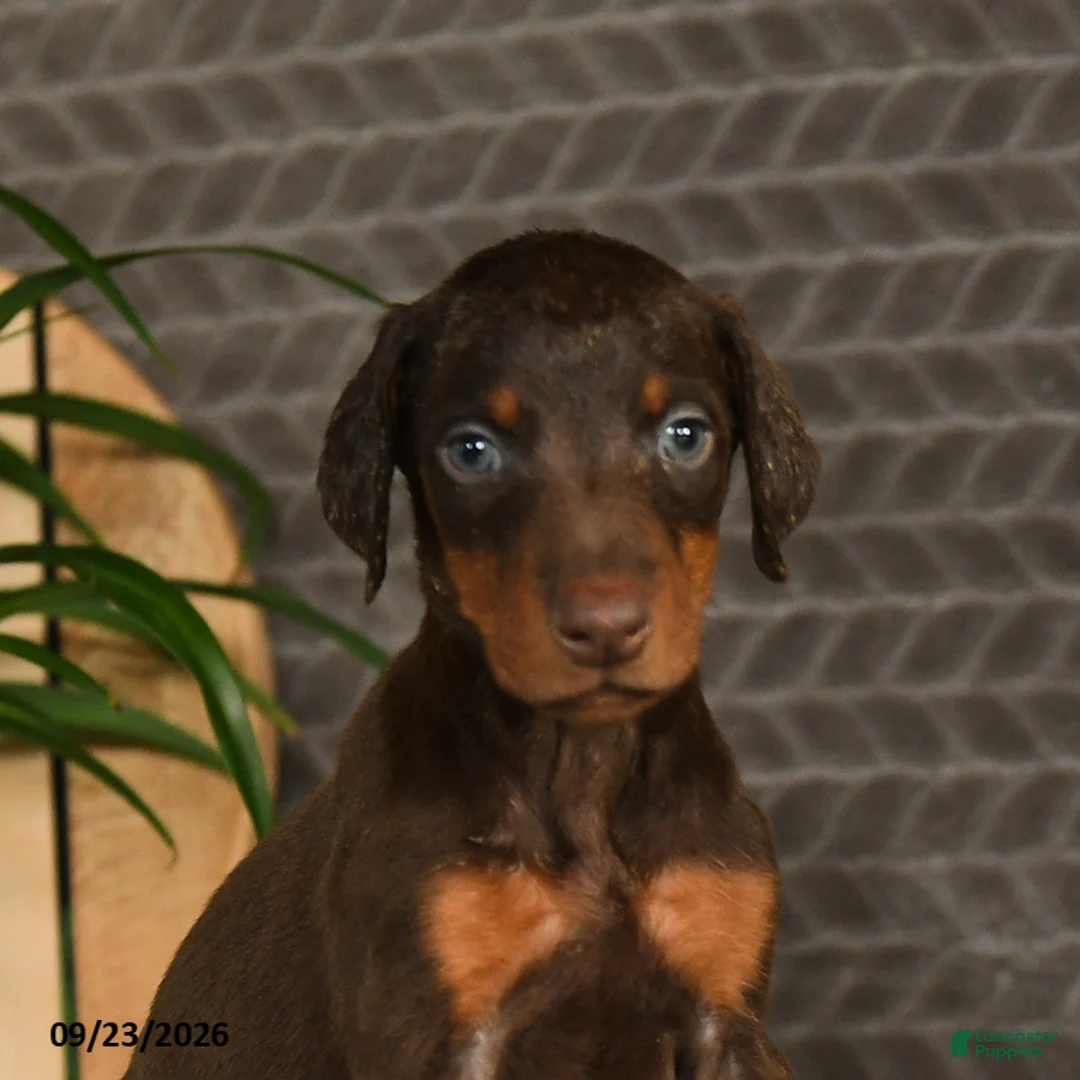 Doberman Pinscher dogs for sale: Noree - Ad 2
