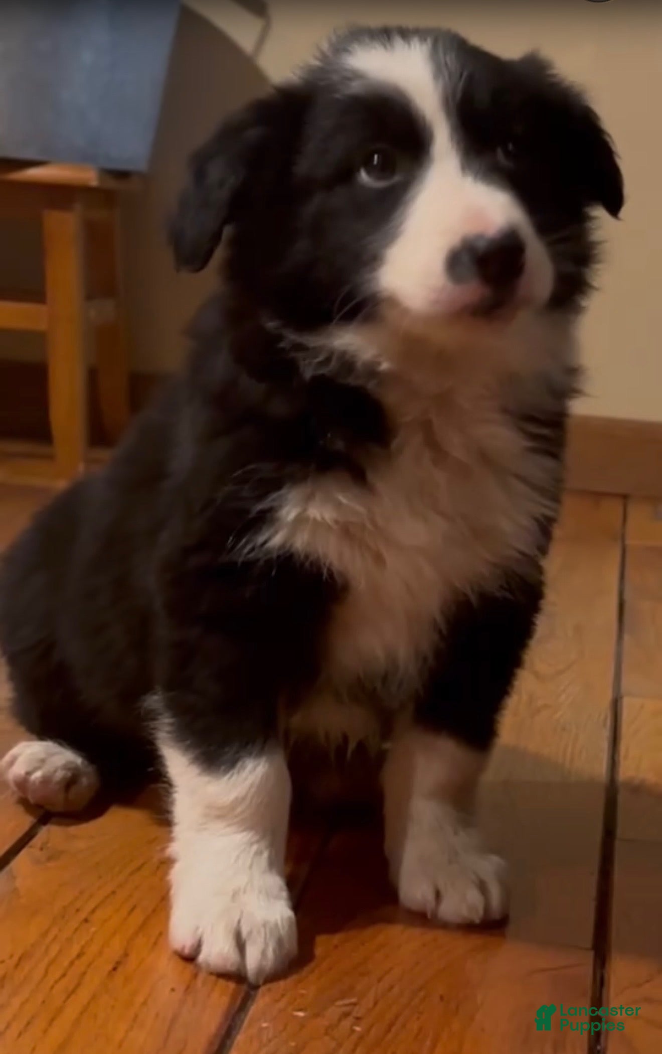 Border Collie dogs Border Collie Puppy 1 - Ad 17