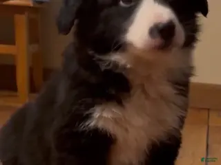 Border Collie dogs Border Collie Puppy 1 - Ad 17
