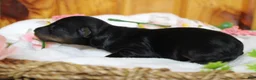 Yorkiepoo dogs for sale: Tramp  - Ad 6