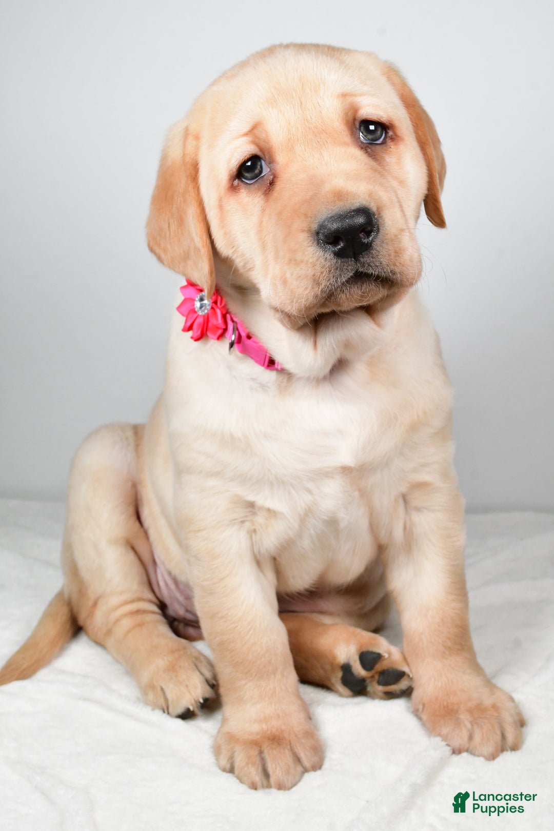 Labrador Retriever dogs for sale: Niagara - Ad 7