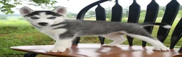 Siberian Husky dogs for sale: Skye - Ad 2