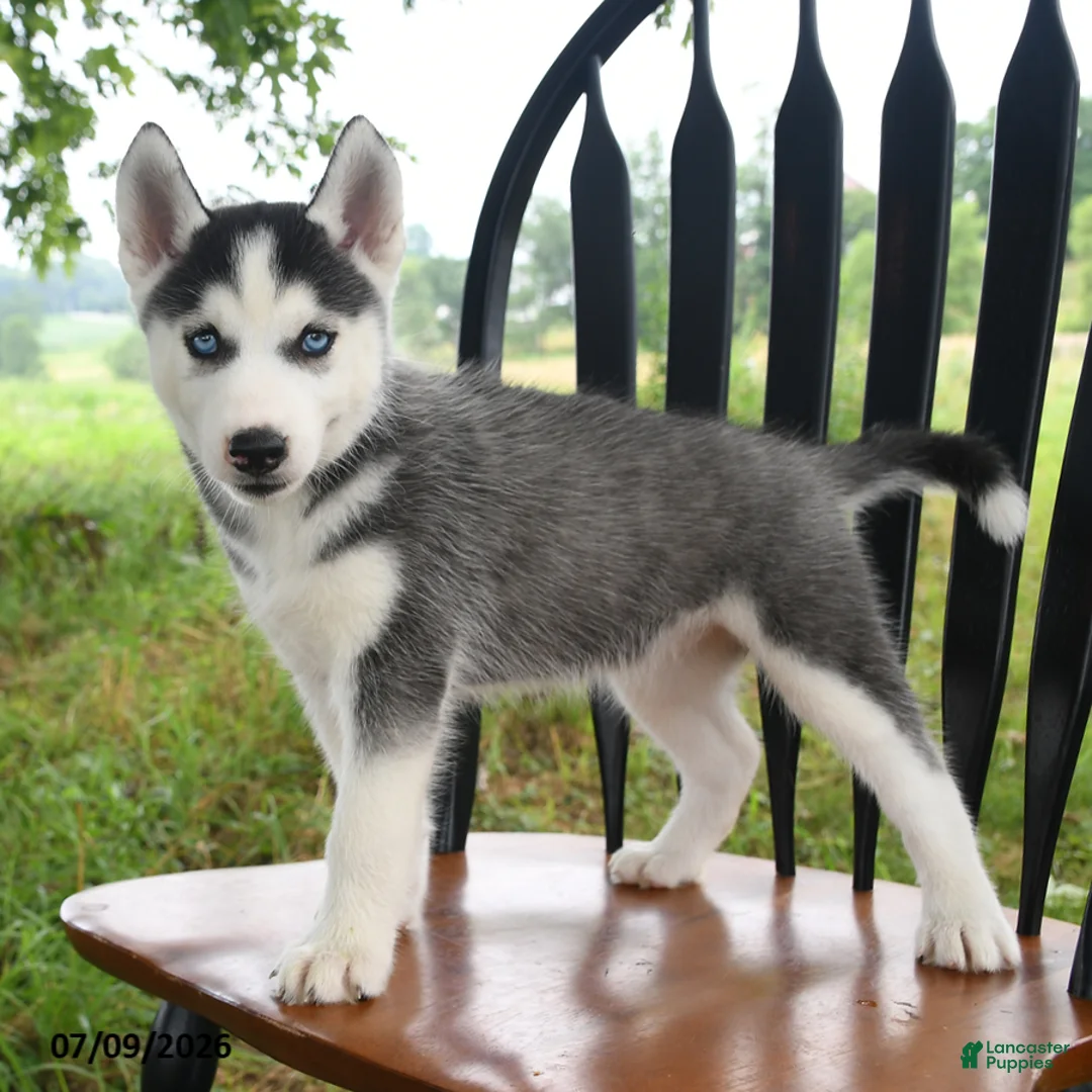 Siberian Husky dogs for sale: Skye - Ad 2