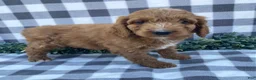 Mini Goldendoodle dogs for sale: Lucky - Ad 3