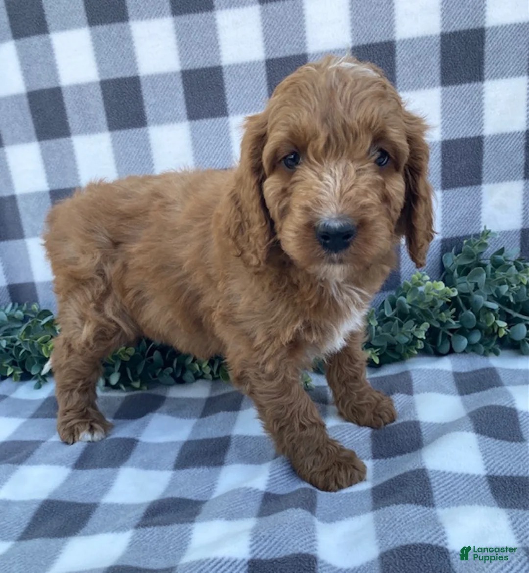 Mini Goldendoodle dogs for sale: Lucky - Ad 3