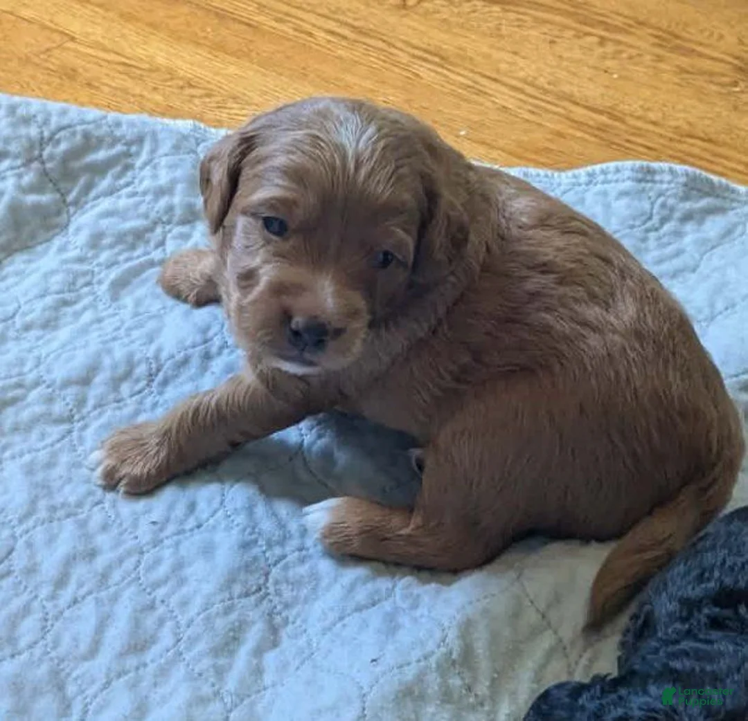 Mixed Breed dogs for sale: Mini Golden Mountaindoodle- Lionel (Leo) - Ad 2