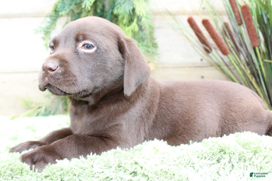 Labrador Retriever dogs for sale: Peanut - Ad 2