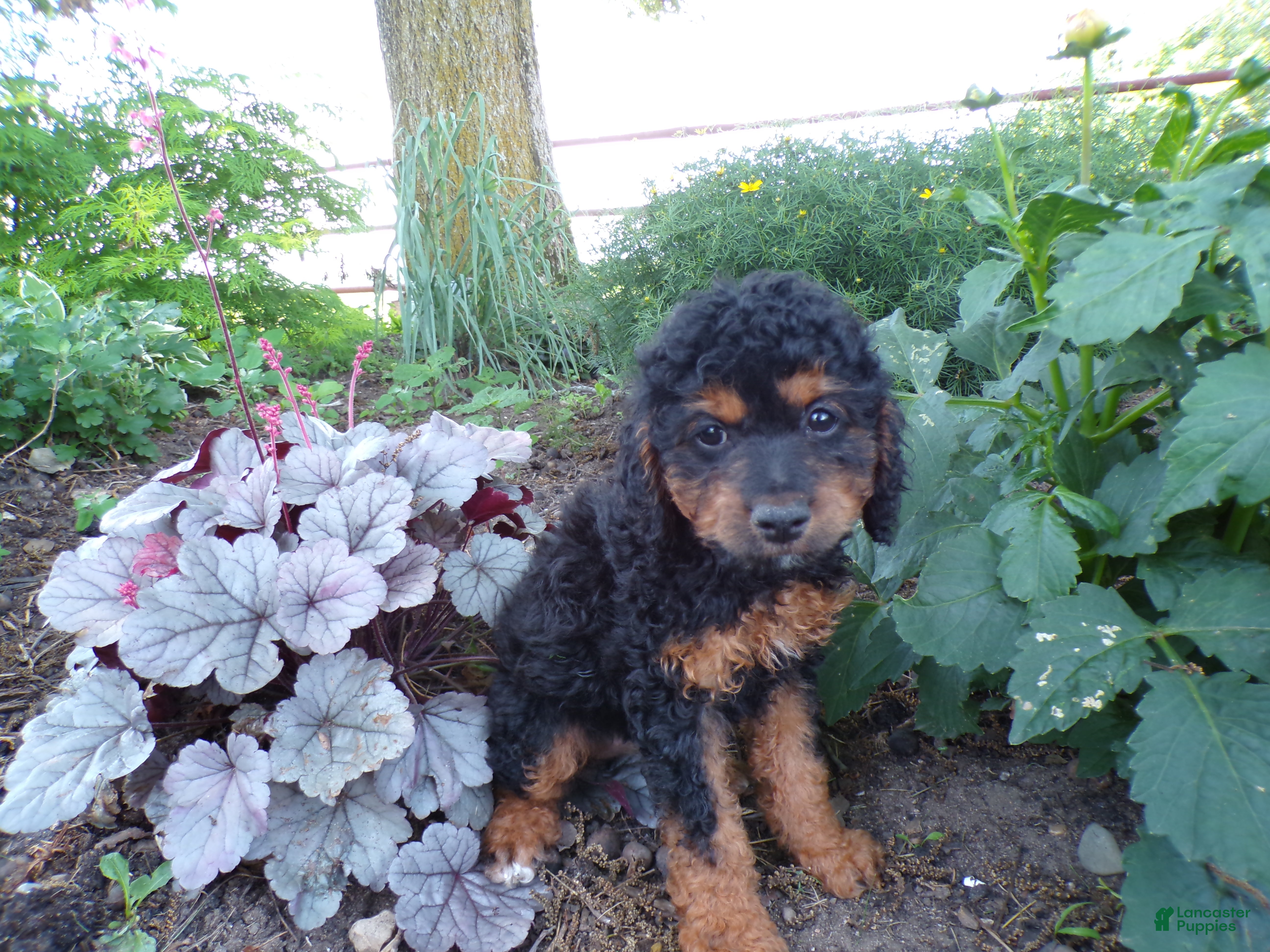 Cockapoo dogs Cassie - Ad 2