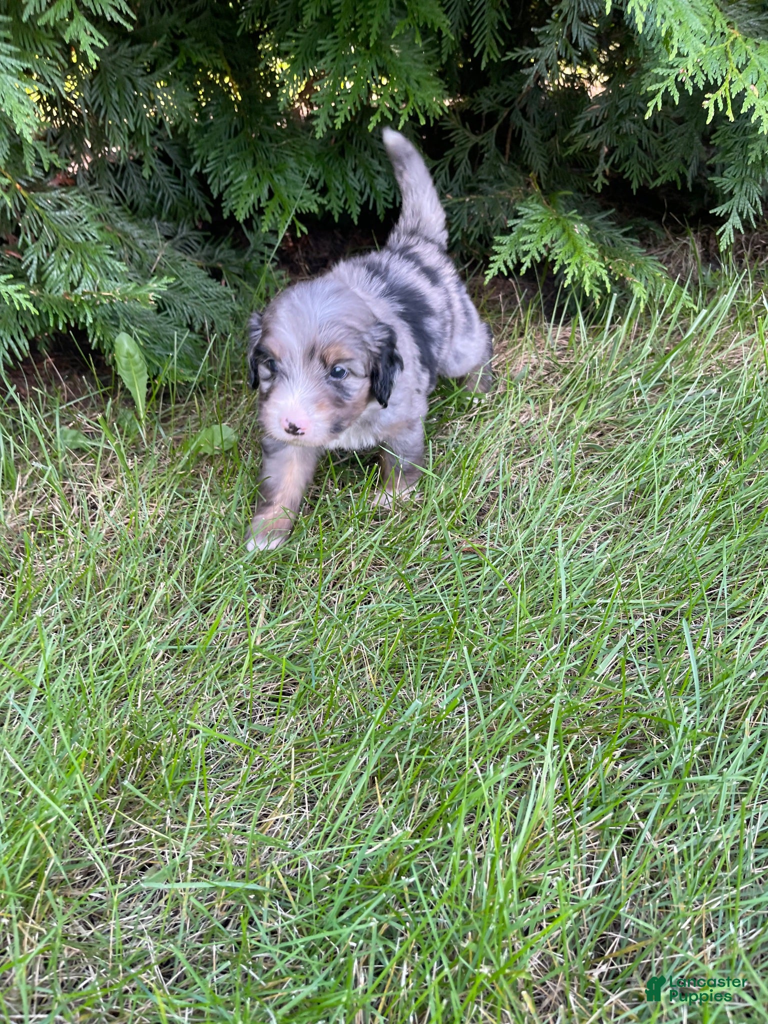 Mini Bernedoodle dogs Jesse mini - Ad 1