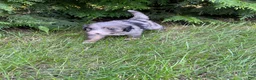 Mini Bernedoodle dogs for sale: Jesse mini - Ad 1
