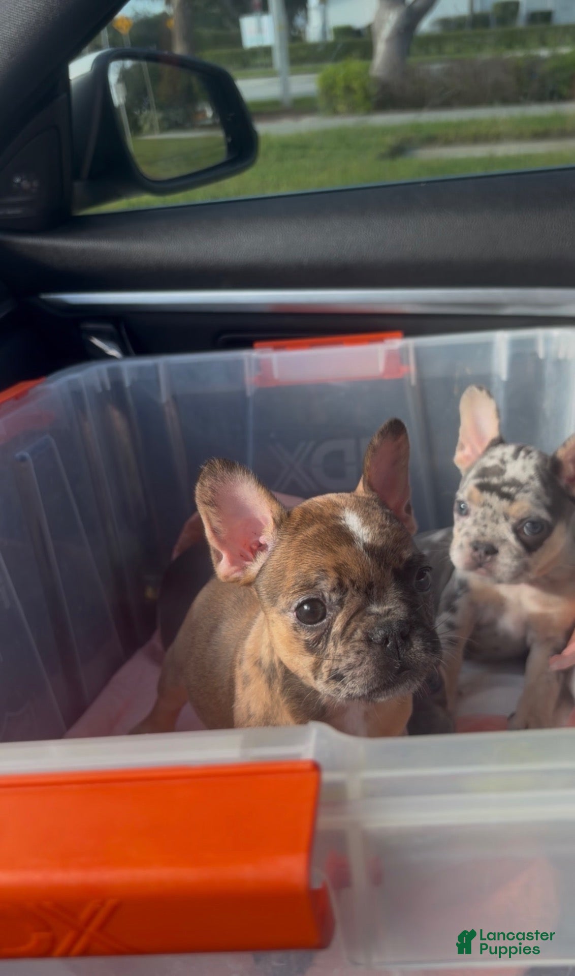 French Bulldog dogs for sale: French Bulldog Puppy - Ad 2