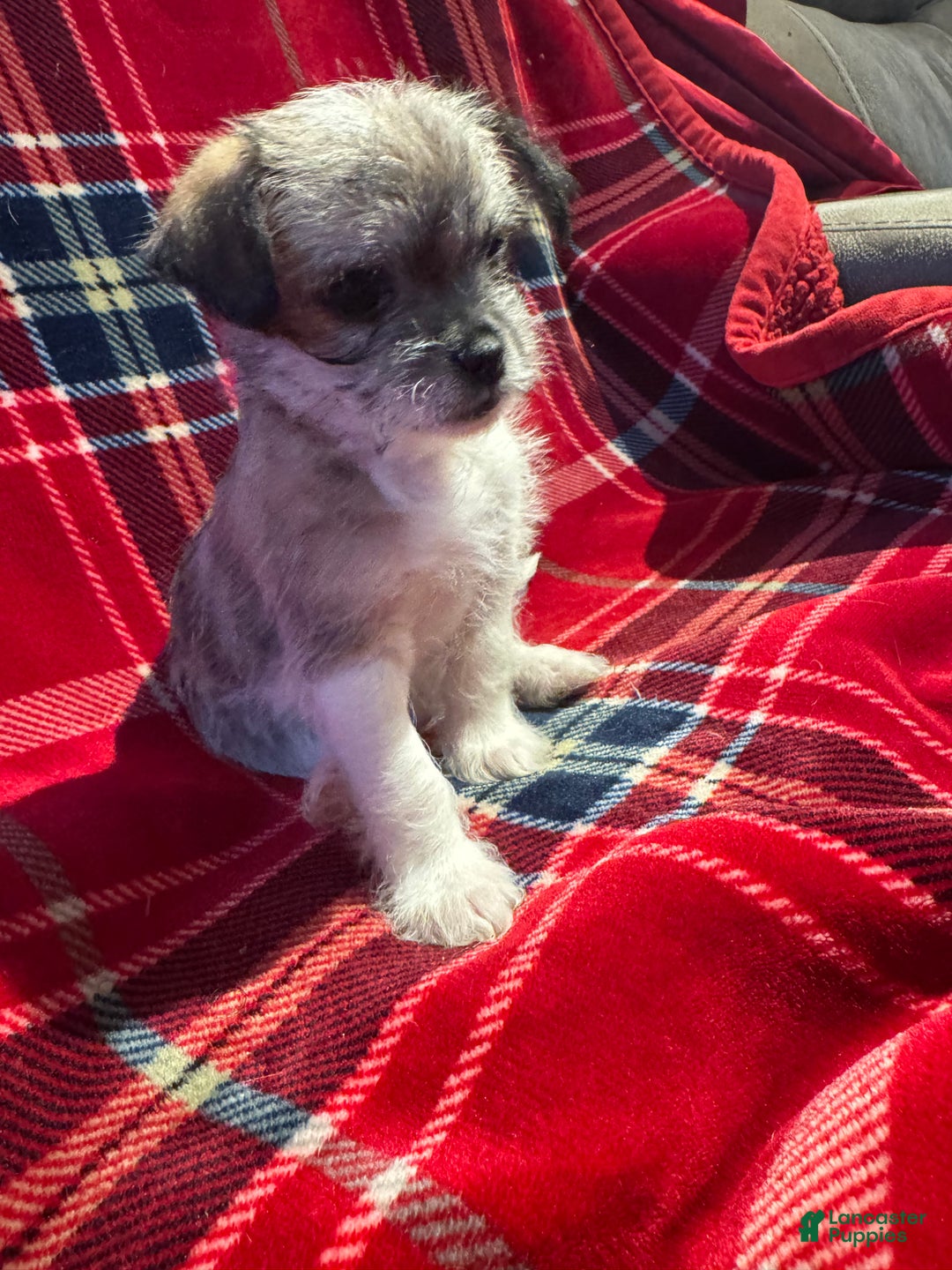 Mixed Breed dogs for sale: Rocky - Ad 2