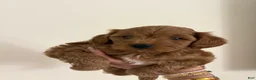 Miniature Poodle dogs for sale: Liam  - Ad 5