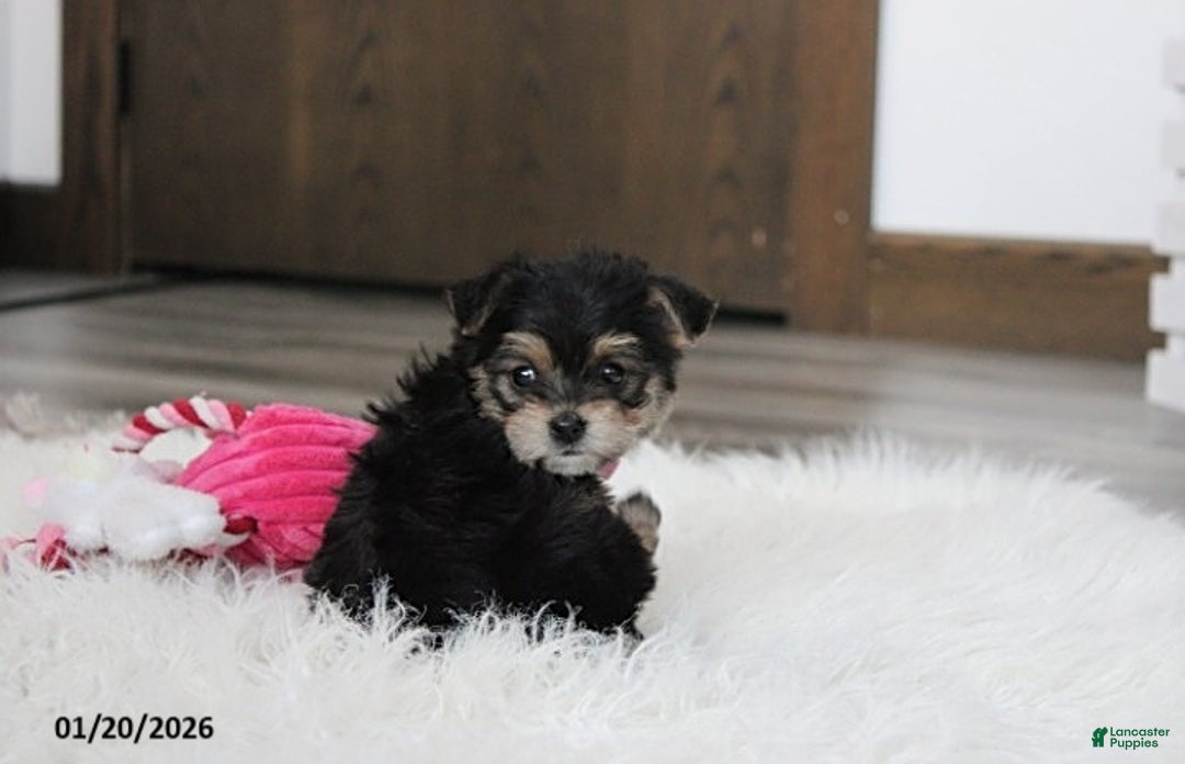 Yochon dogs for sale: Molly - Ad 12