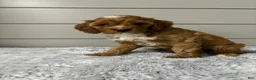 Cavapoo dogs for sale: Dawson - Ad 6